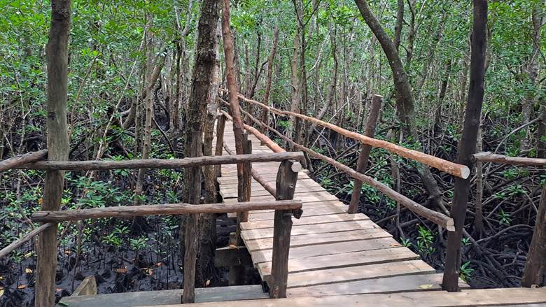 Šuma mangrova, Zanzibar